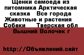 Щенки самоеда из питомника Арктическая сказка - Все города Животные и растения » Собаки   . Тверская обл.,Вышний Волочек г.